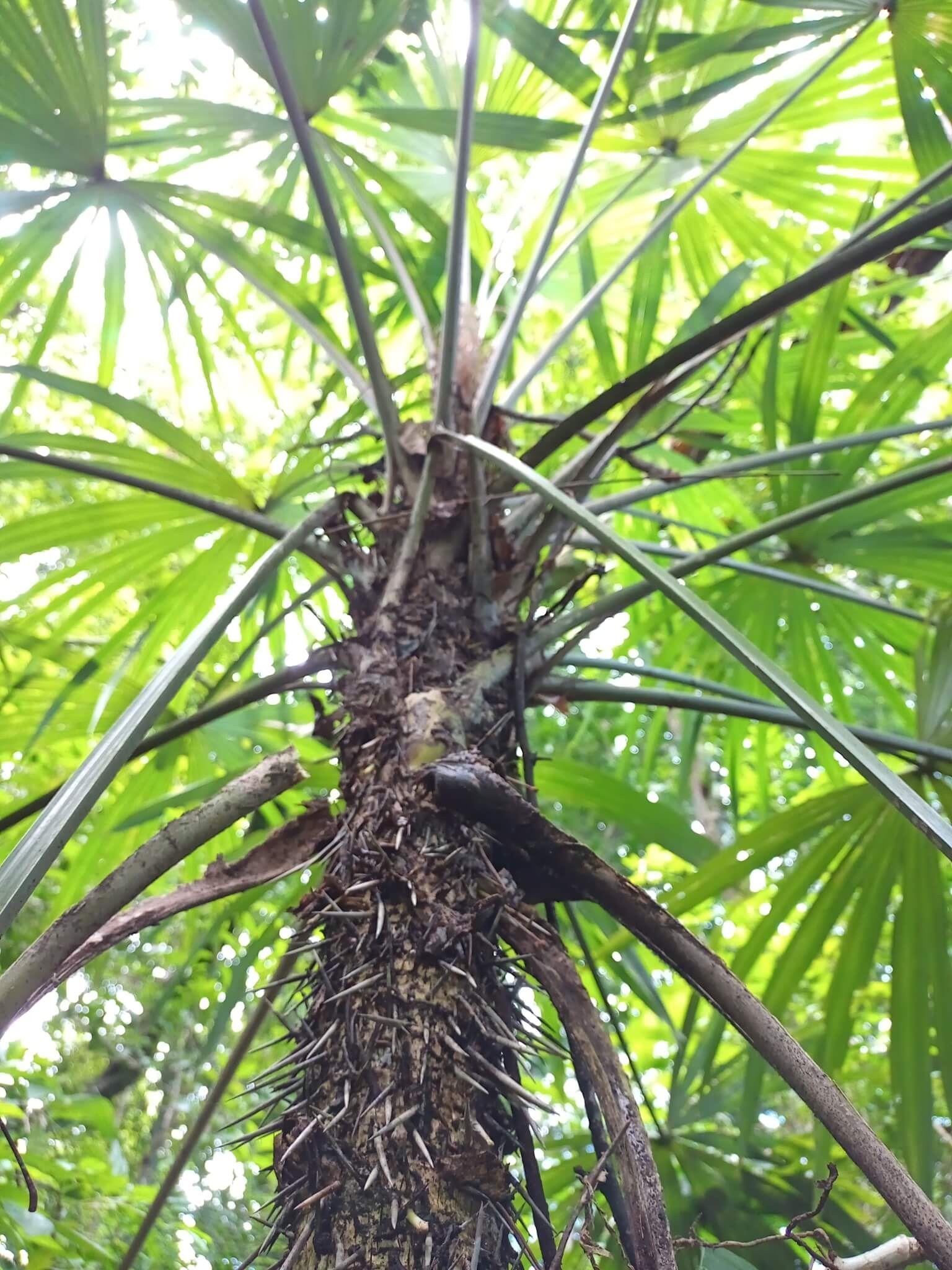 Cryosophila stauracantha